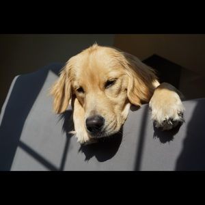 Meet your Posher, Shreyas